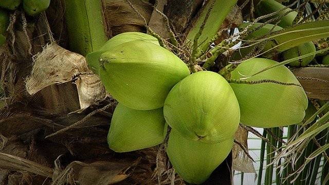 Amazonian-coconut-640