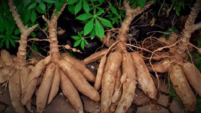 Amazonian-yucca-manioc-root