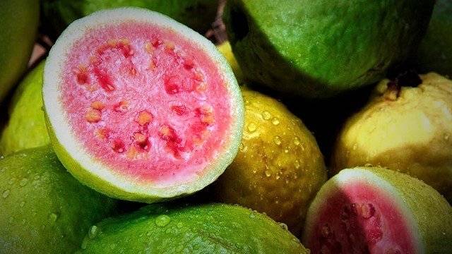 Guava-used-at-Leo-Bogot_C3_A1