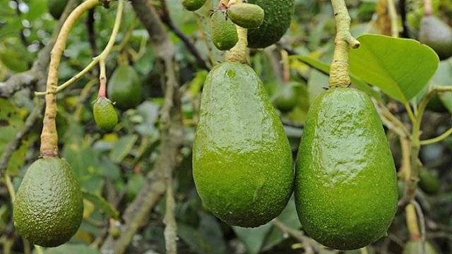 Rainforest-Avocado-used-at-Leo-Bogot_C3_A1