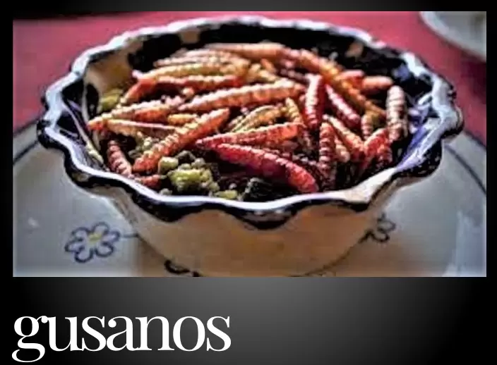 Pointer Gray Gusanos 75pt 704