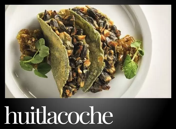 Pointer Gray Huitlacoche 75pt 704